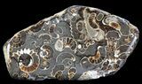 Polished Ammonite Fossil Slab - Marston Magna Marble #63825-1